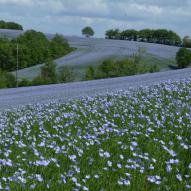Les champs de lin - Vert-Pomme, gîtes de charme en Normandie