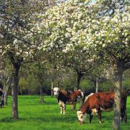 Les vaches normandes - Vert-Pomme, gîtes de charme en Normandie